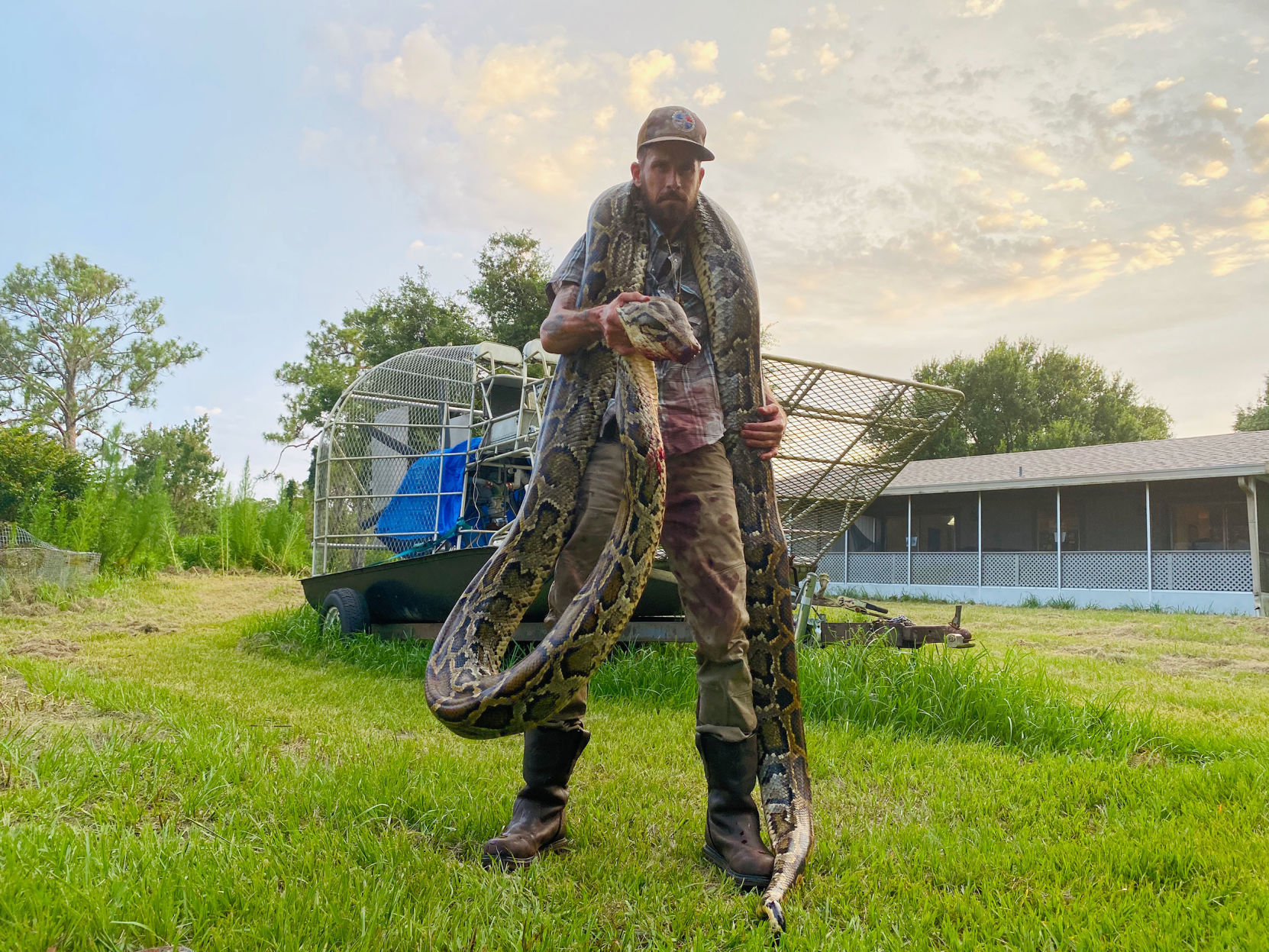Seventeen-foot python put up a fierce fight before being captured in Florida Everglades
